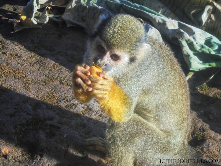 Customiser-un-short-lubiesdefilles.com4-01