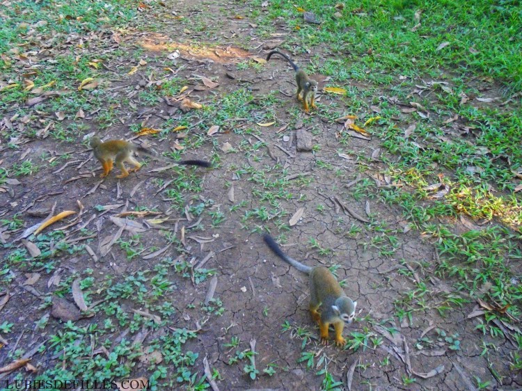 Customiser-un-short-lubiesdefilles.com7-01